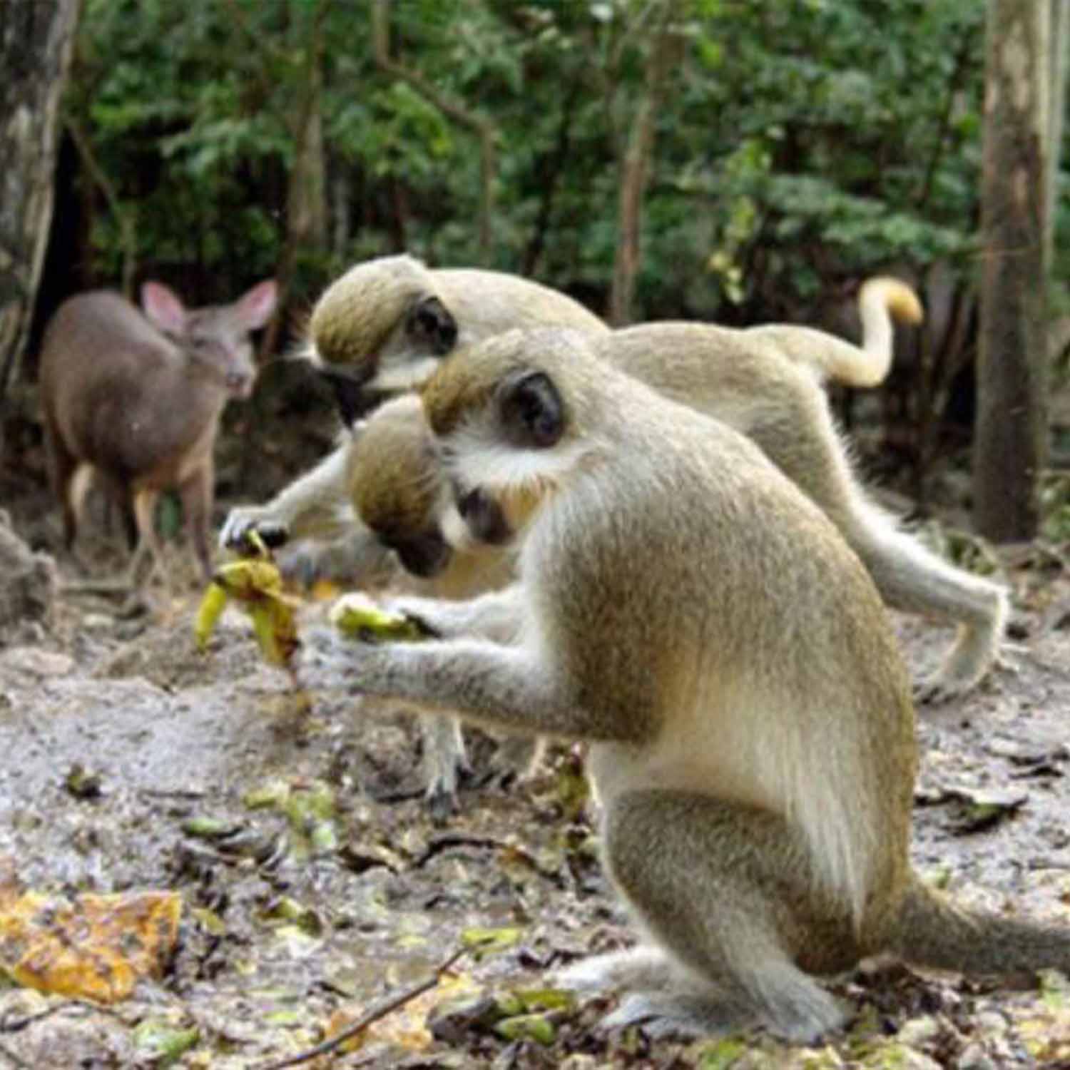 Barbados Wildlife Reserve